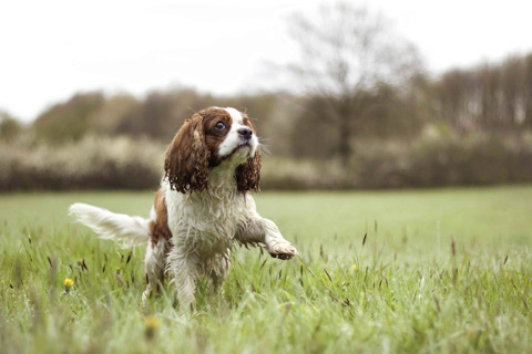 Cocker Spaniel, Tierfotografie Lübeck